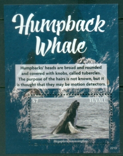 Tuvalu-2022-Marine-Life-Humpback-Whales-MS-MUH_2