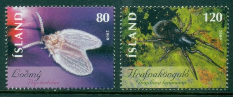 Iceland-2009-Insects-Moth-Spider-MUH