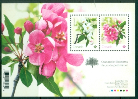 Canada-2021-Flora-Crabapple-Blossoms-Flowers-MS-MUH