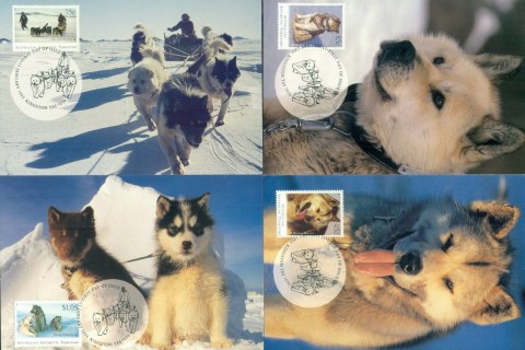 AAT-1994-Huskies-4xMaxicards