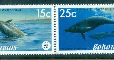 Bahamas-2007 WWF Blainville's Beaked Whale