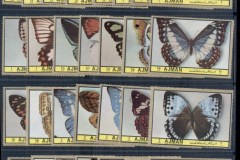 Ajman 1972 Mi#1748 Butterflies (29