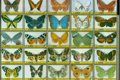 Ajman 1972 Mi1952+  Butterflies block 25