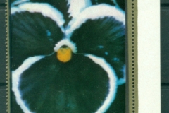 Ajman 1972 Mi#2130-2132 Flowers, Violets