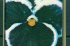 Ajman 1972 Mi#2130-2132B Flowers, Violets IMPERF