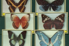 Ajman 1972 Mi#2385-2390B Insects, Rare Butterflies IMPERF