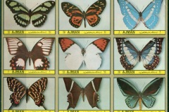 Ajman 1972 Mi#2391-2399B Insects, American Butterflies IMPERF