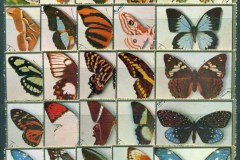 Ajman 1972 Butterflies, Moths 25v Pt.V