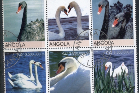 Angola-2000-Birds