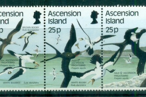 Ascension-Is-1987-Birds-Str5-MUH