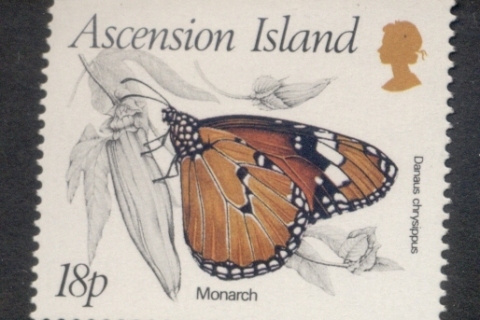 Ascension-Is-1987-Insects