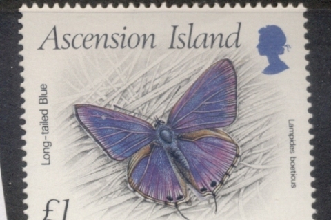 Ascension-Is-1987-Insects_2