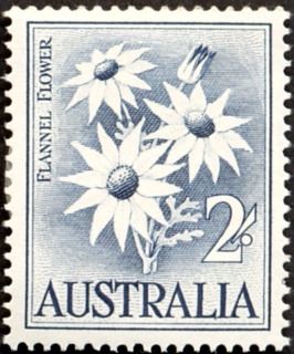 Australia-1960-Flannel-Flower-2-shilling-grey-blue-P14-50-Flower