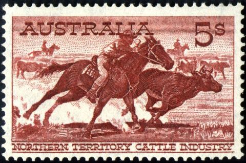 Australia-1961-Cattle_1