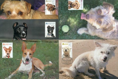 Australia-2010-Adopted-Adored-5xMaxicards