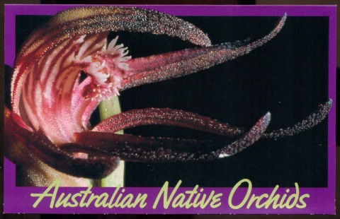 Australia-1986-Orchids-POP-Lot16261