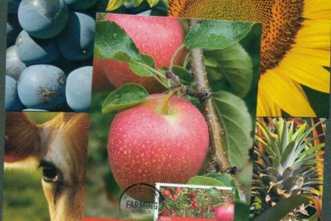 Australia-2012-Farming-Australia-5x-Maxi-cards-lot54490