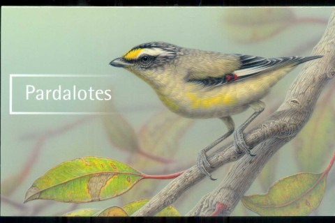 Australia-2013-Pardalotes