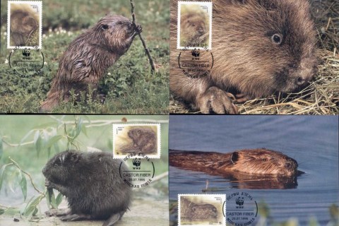 Belarus 1995 WWF European Beaver Maxicards