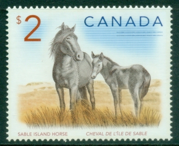 Canada-2005-Sable-Island-Horse-MUH