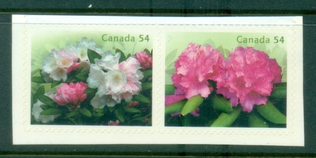 Canada-2009-Rhododendrons-Flowers-PS-MUH