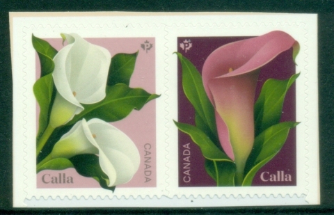 Canada-2022-Calla-Spring-Flower-Muh