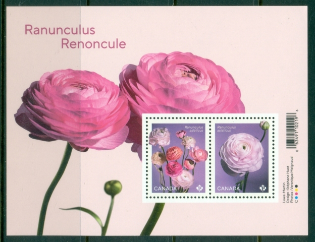 Canada-2023-Flowers-Ranunculus-Renoncule-MS-MUH