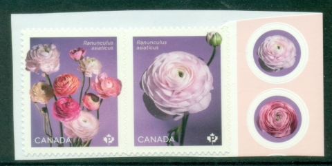 Canada-2023-Flowers-Ranunculus-Renoncule-MUH_1