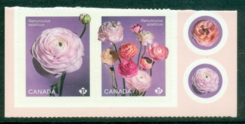 Canada-2023-Flowers-Ranunculus-Renoncule-MUH_2