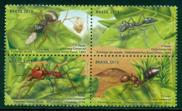 Brazil-2013-Insects-Ants-of-Brazil-MUH
