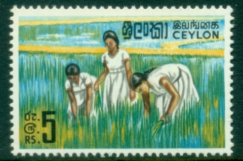 Ceylon-1964-69-Pictorial-5R-Girls-working-in-Rice-Field-MLH