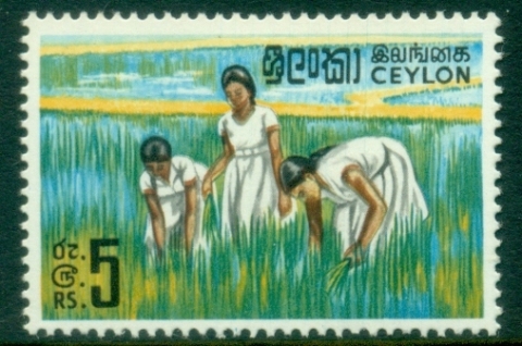 Ceylon-1964-69-Pictorial-5R-Girls-working-in-Rice-Field