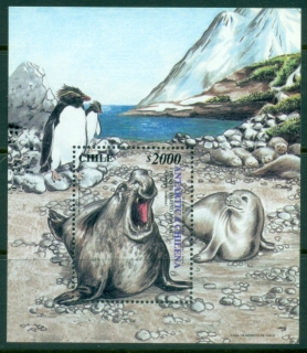 Chile-2000-Wildlife-Lion-Seal