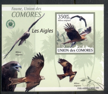 Comoro-Is-2009-Birds-of-Prey_1