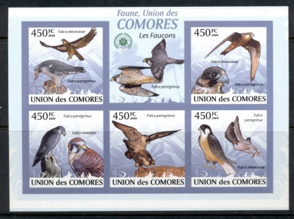 Comoro-Is-2009-Birds-of-Prey_3