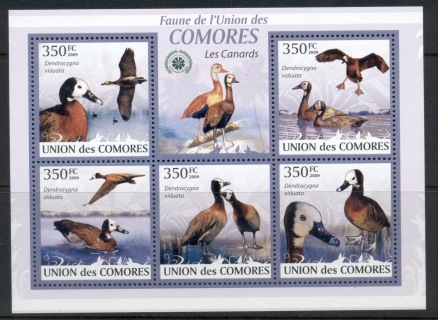 Comoro-Is-2009-Birds_31