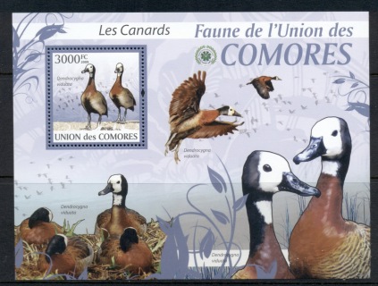 Comoro-Is-2009-Birds_32