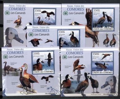 Comoro-Is-2009-Birds_33