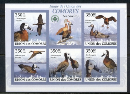 Comoro-Is-2009-Birds_34