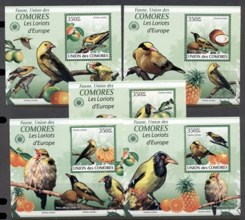 Comoro-Is-2009-Birds_37