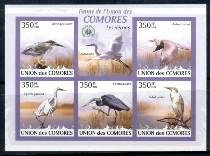 Comoro-Is-2009-Birds_58