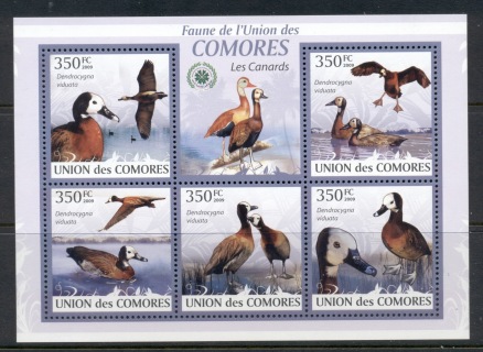 Comoro-Is-2009-Birds_6