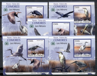 Comoro-Is-2009-Birds_60