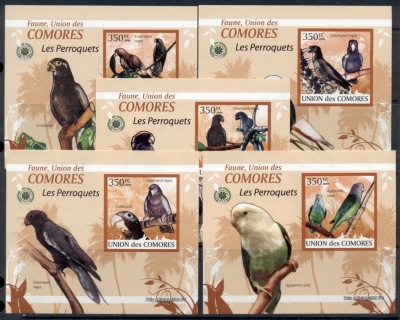 Comoro-Is-2009-Birds_66