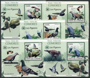 Comoro-Is-2009-Birds_69