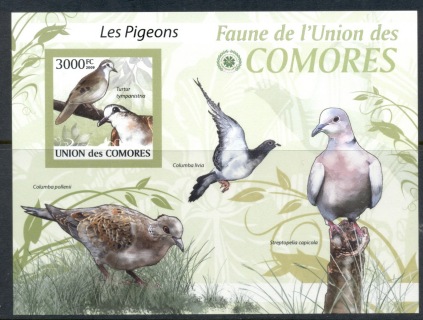 Comoro-Is-2009-Birds_71