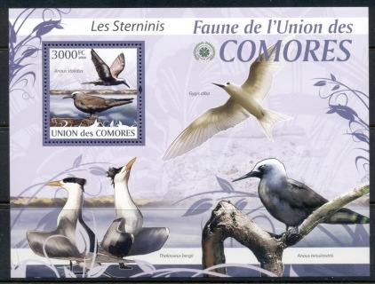 Comoro-Is-2009-Birds_74