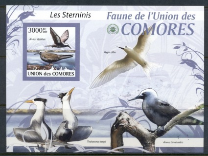 Comoro-Is-2009-Birds_77