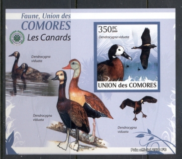 Comoro-Is-2009-Birds_93