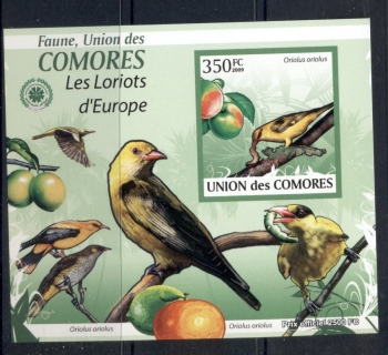 Comoro-Is-2009-Birds_96